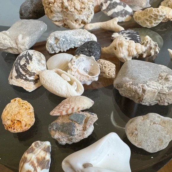 Kids Science Discovery Investigation Assorted Seashell Rocks Collection - Picture 2 of 3